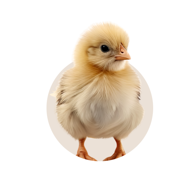 Petit poussin de ponte.