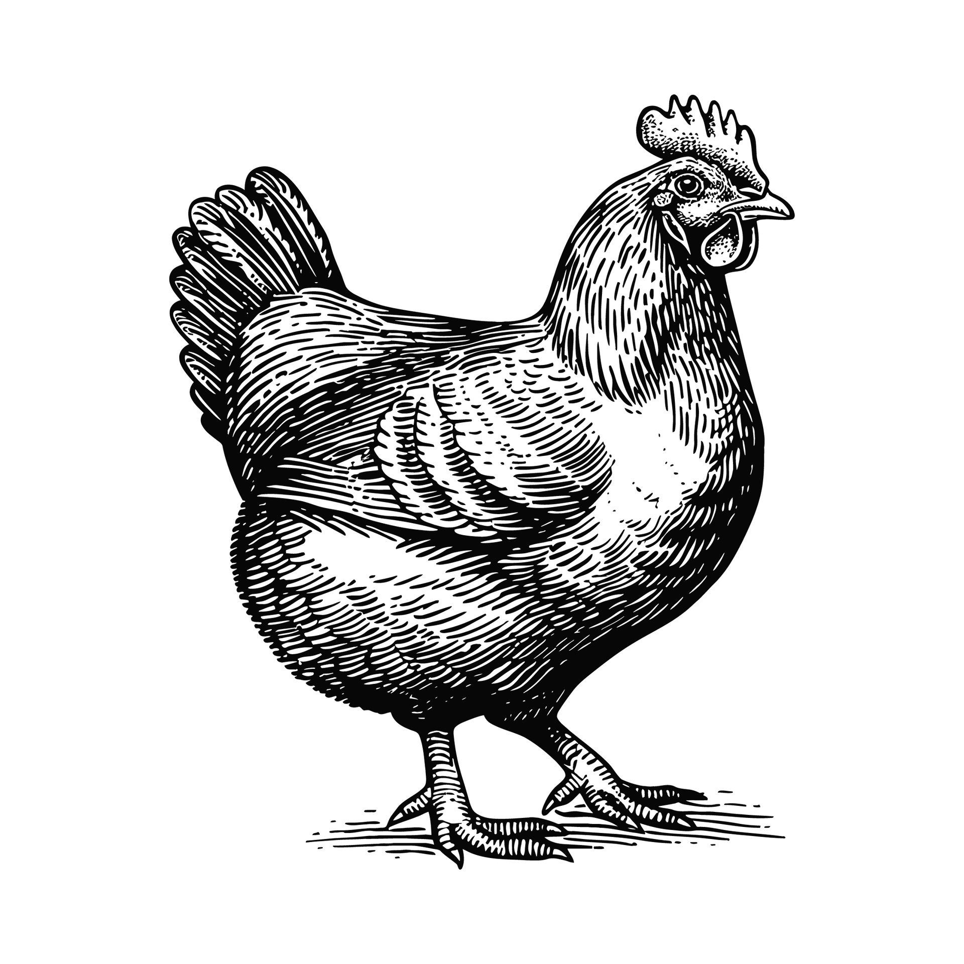 Poule style gravure.