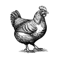 Poule style gravure.