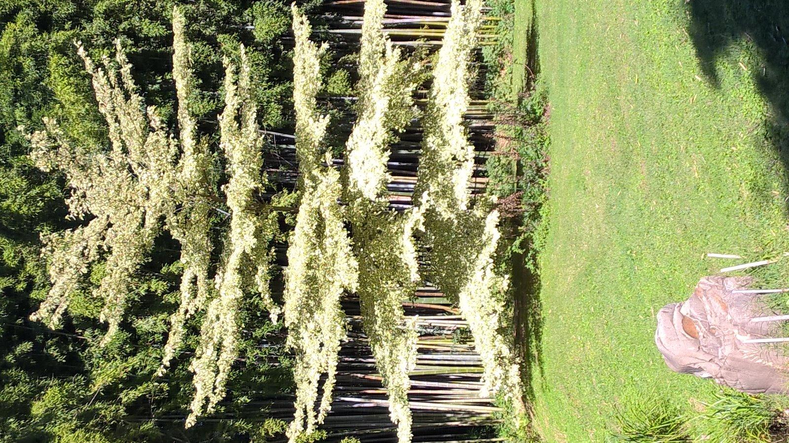 bambouseraie à générargues