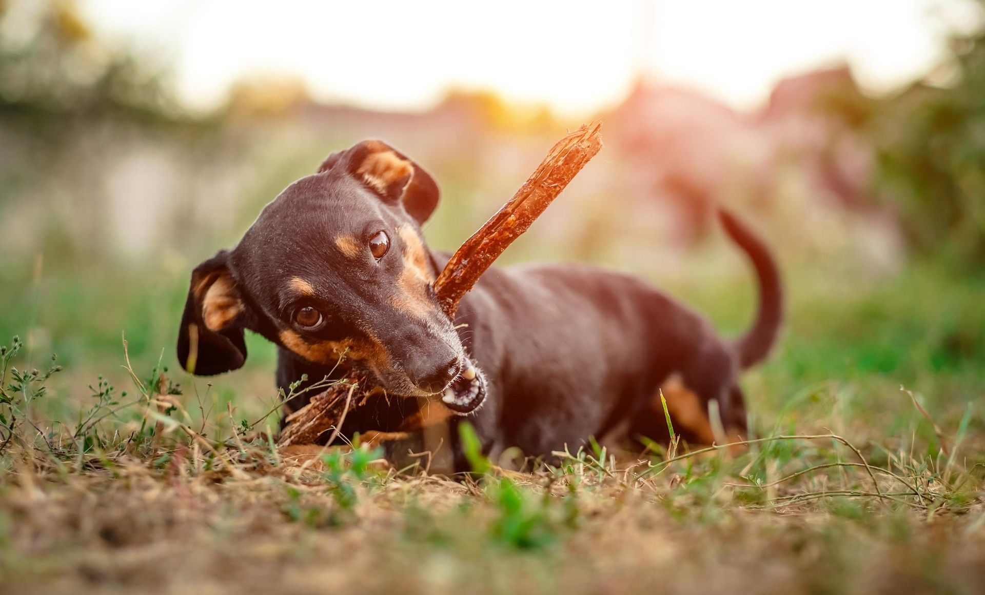Hund mit einem Stock spielend