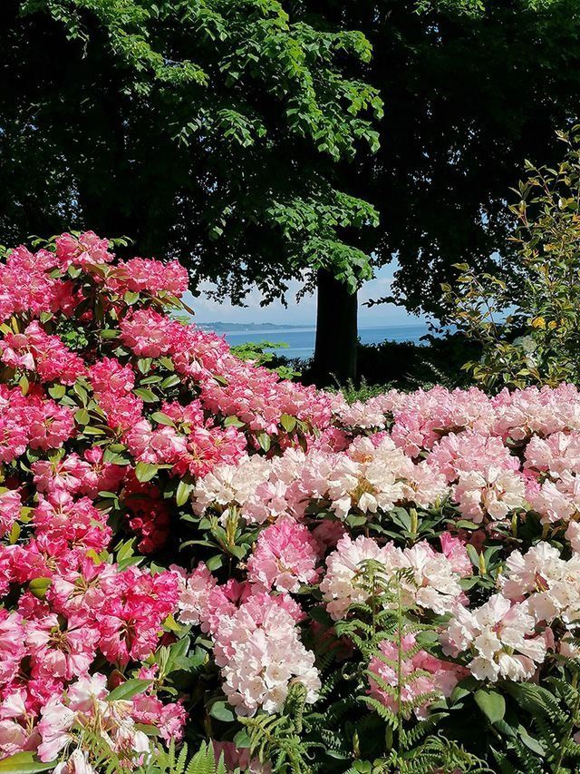 Rosa und weiße Hortensienblüten in einem Garten, im Hintergrund ein Baum und Wasser.