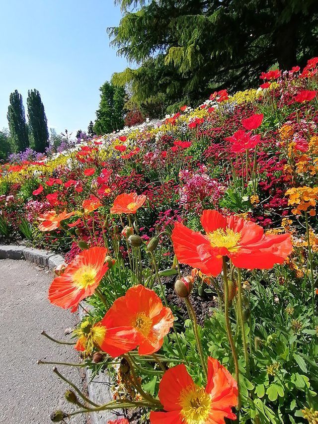 Ein farbenprächtiges Blumenbeet mit orangefarbenen, roten und gelben Mohnblumen, das sich hangaufwärts erstreckt, mit Bäumen und blauem Himmel.