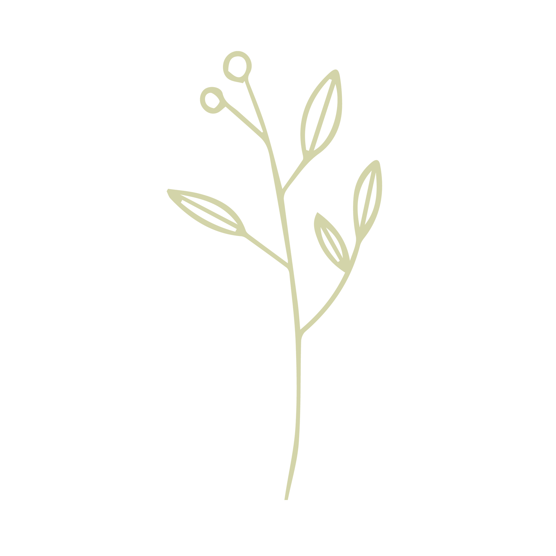 Hellgrüne botanische Illustration eines Stängels mit Blättern und zwei Beeren.