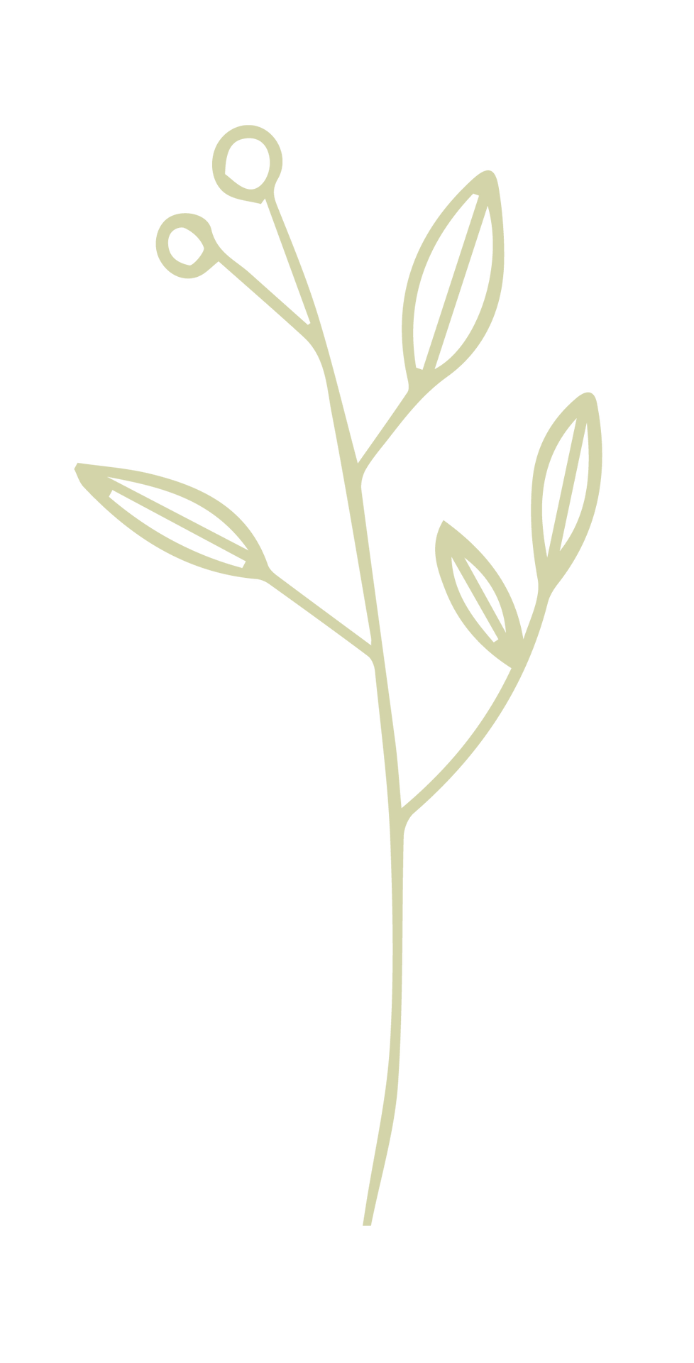 Hellgrüne botanische Illustration eines Stängels mit Blättern und zwei Beeren.