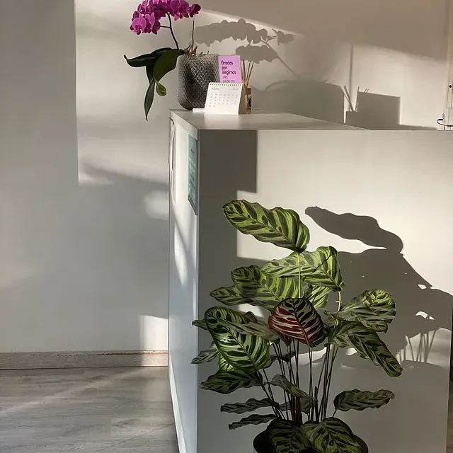 Una planta está sobre un mostrador junto a un jarrón de flores.