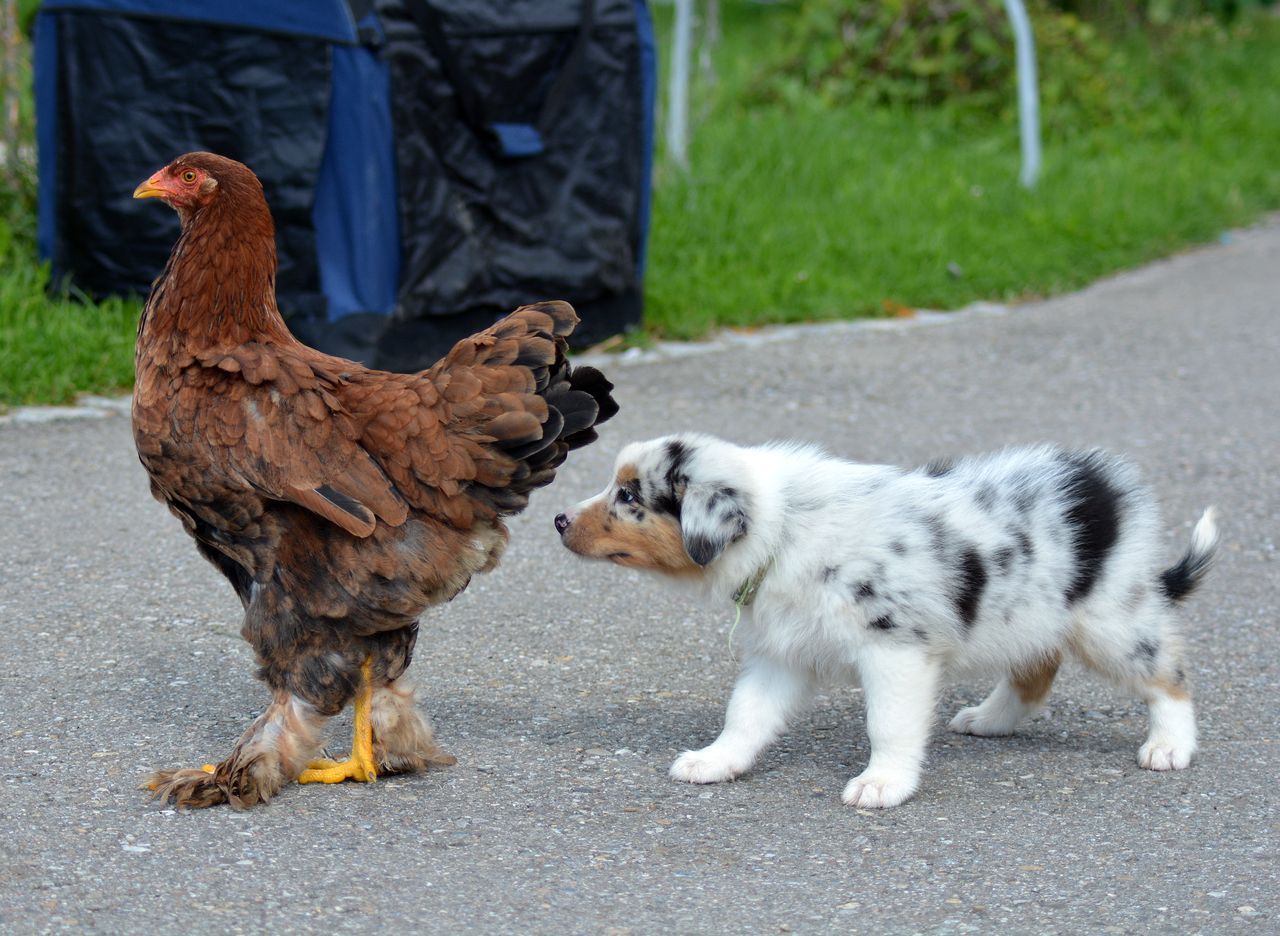 Ein Welpe und ein Huhn stehen nebeneinander auf der Straße