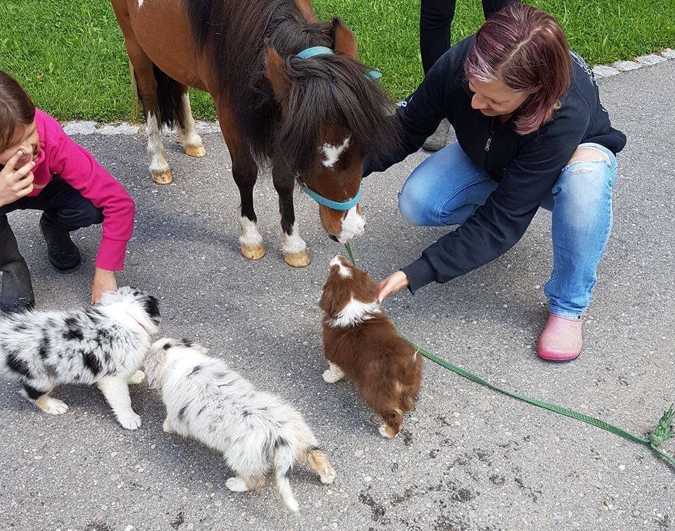 Eine Frau streichelt ein Pony und zwei Welpen.