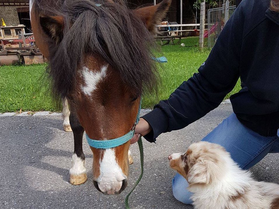 Eine Person streichelt ein Pony, während ein kleiner Hund zusieht