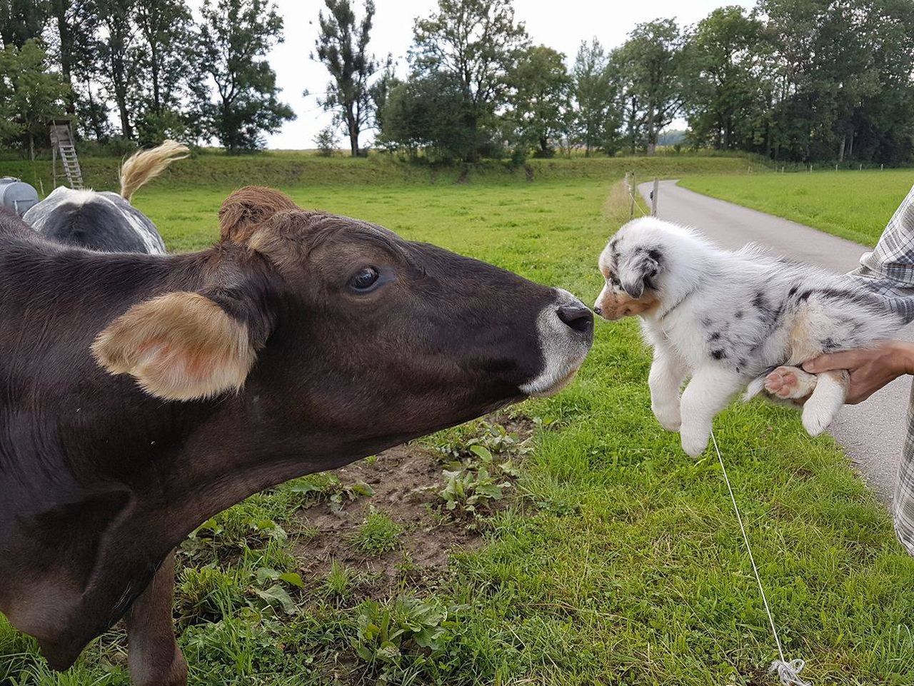Eine Kuh und ein Welpe stehen nebeneinander auf einer Weide.