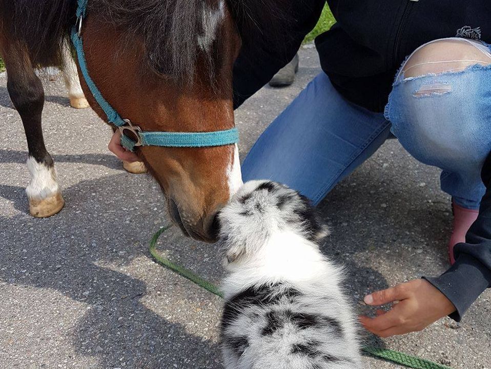 Ein Welpe schnüffelt an der Nase eines Pferdes, während eine Person daneben kniet.