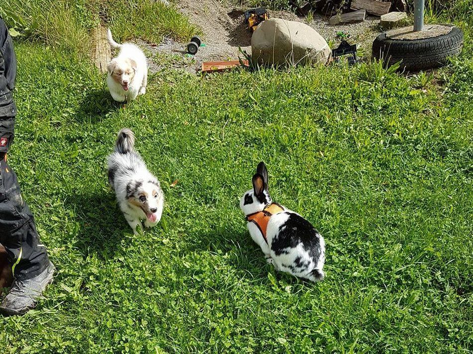 Drei Hunde und ein Kaninchen spielen im Gras.