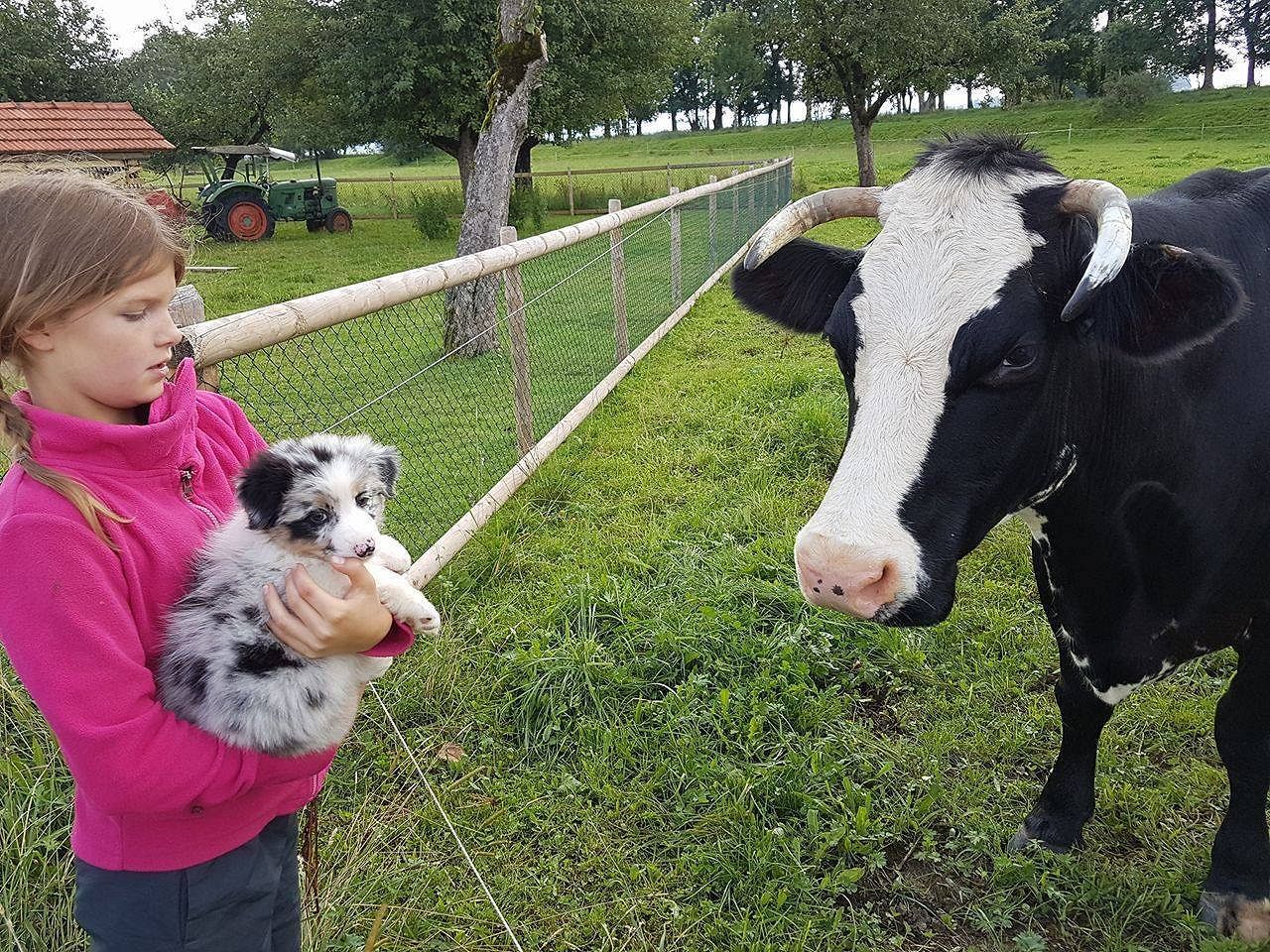 Ein kleines Mädchen hält einen Welpen vor einer Kuh.
