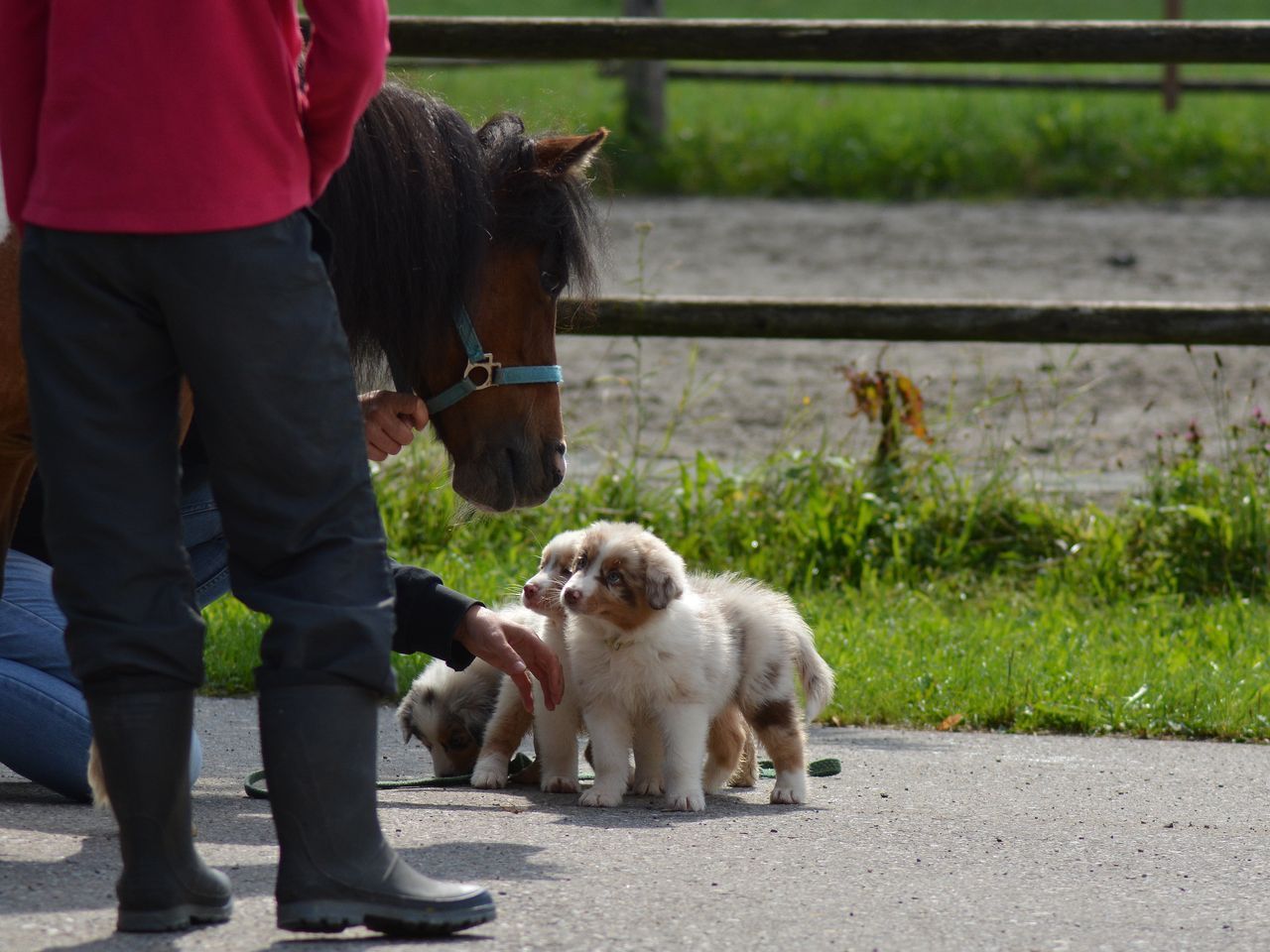 Eine Person steht neben einem Pferd und drei Welpen
