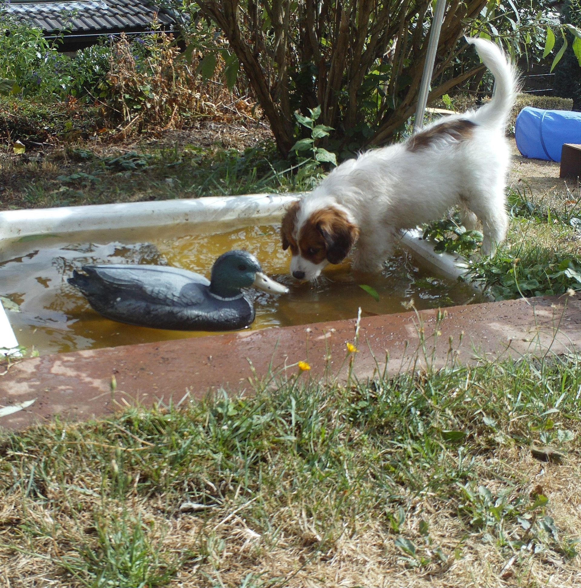 Ein Hund steht neben einer Ente in einem Teich