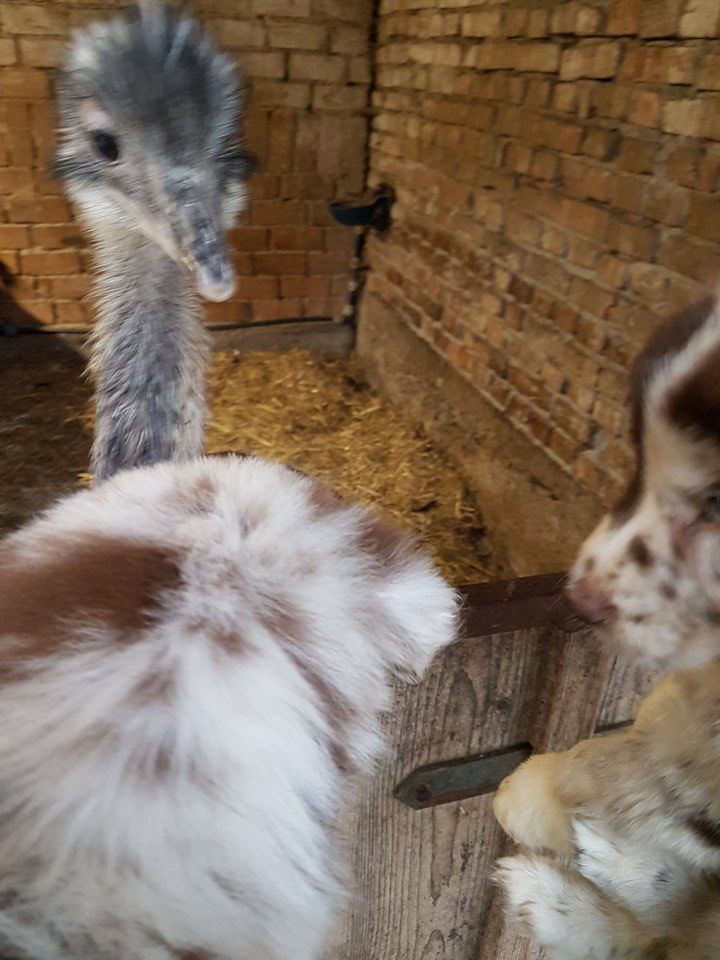 Ein Strauß und ein Hund stehen nebeneinander in einem Käfig.
