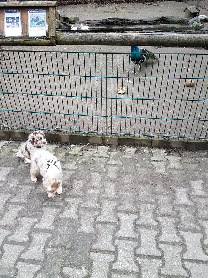 Zwei Hunde stehen auf einem Gehweg vor einem Zaun.