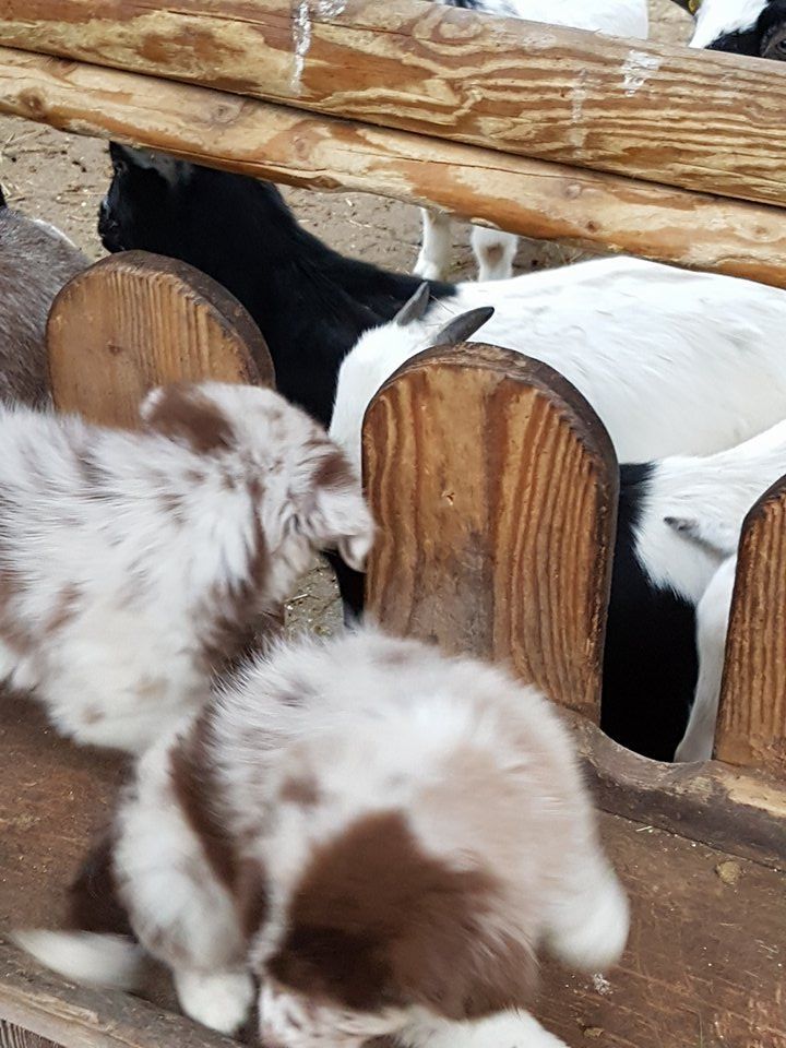 Eine Gruppe Ziegen steht nebeneinander in einem Pferch.