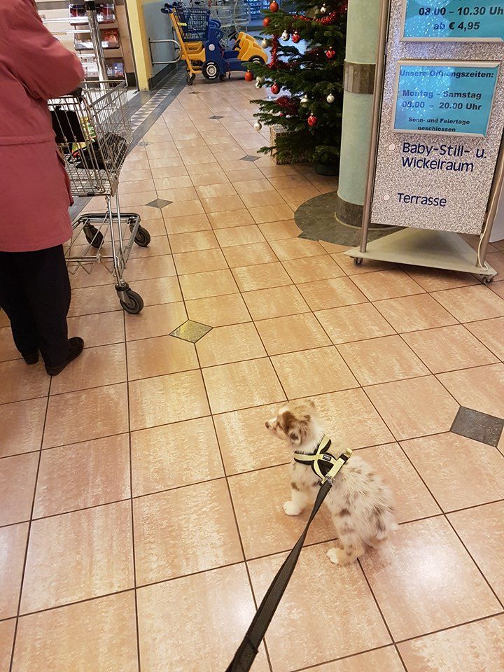 Eine Person geht in einem Geschäft mit einem an der Leine geführten Hund spazieren.