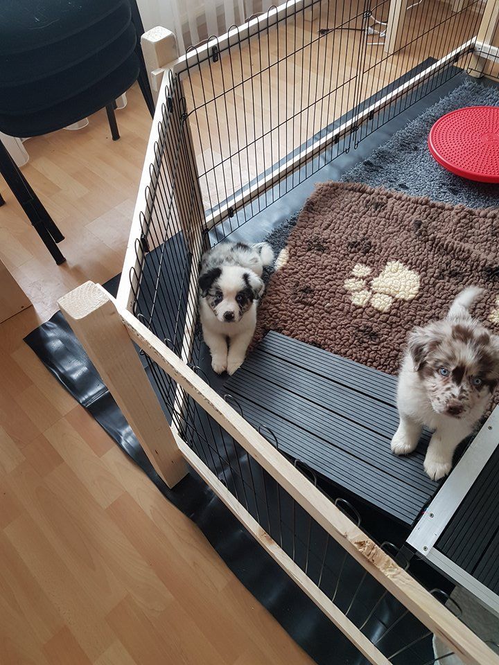 Zwei Welpen sitzen in einem Käfig in einem Wohnzimmer.