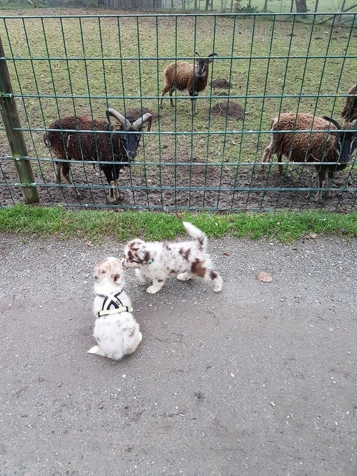 Drei Welpen spielen vor einem Zaun, im Hintergrund sind Schafe zu sehen.
