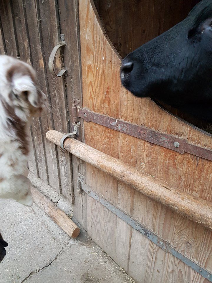 Ein schwarzer Hund schaut aus einem Holzzaun.