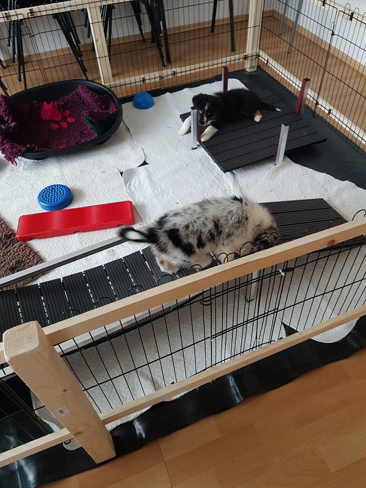 Ein schwarz-weißes Kaninchen liegt in einem Käfig.