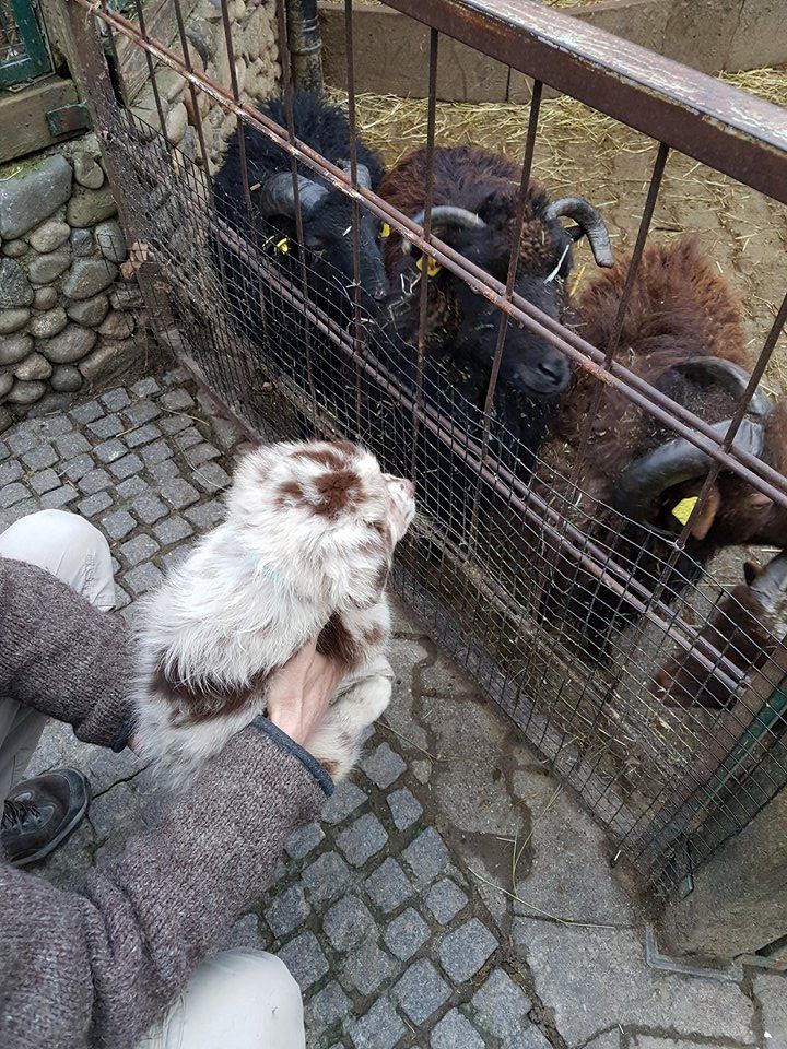 Eine Person füttert ein Ziegenbaby in einem Käfig.