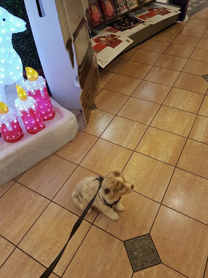 Ein kleiner Hund an der Leine sitzt auf dem gefliesten Boden eines Ladens.