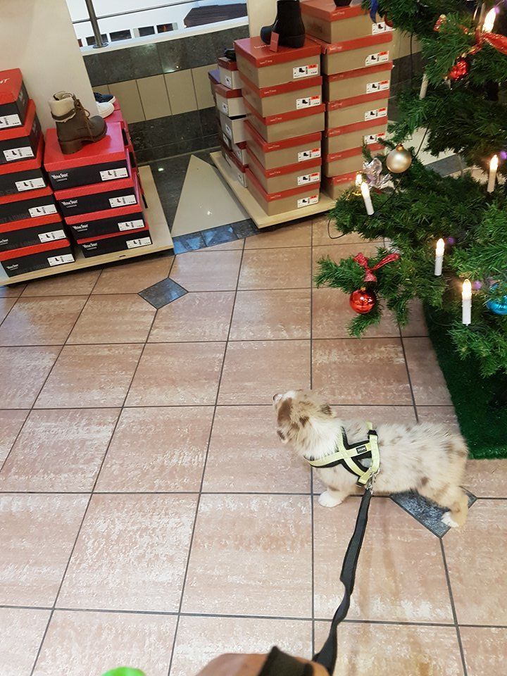 Ein Hund an der Leine vor einem Weihnachtsbaum