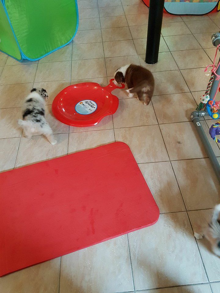 Drei Welpen spielen mit einer roten Schüssel auf dem Boden.