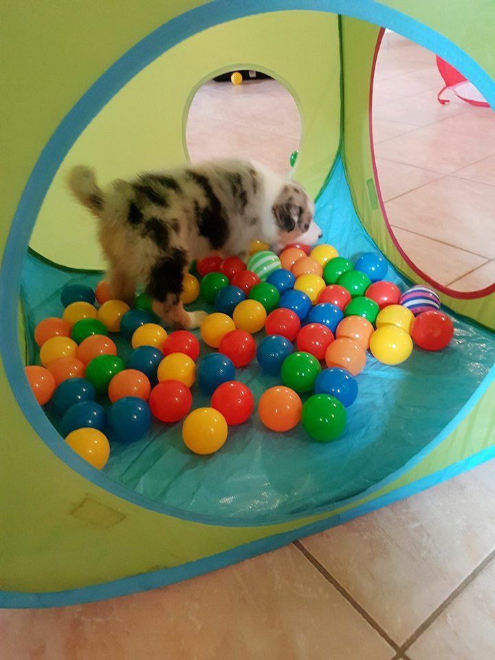 Ein Welpe spielt in einem Bällebad