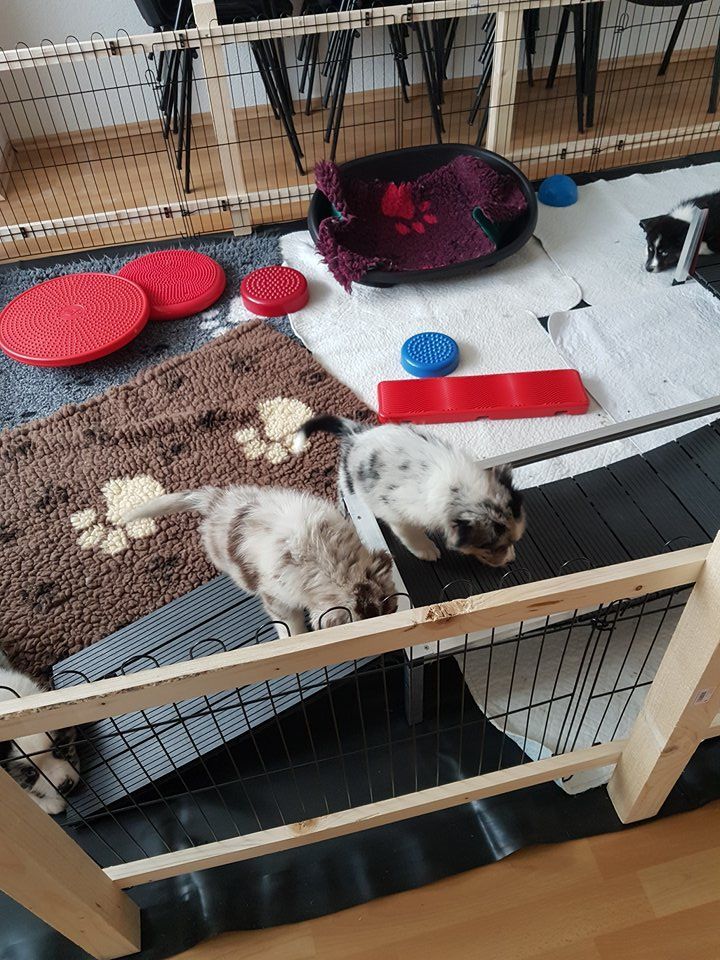 Zwei Katzen sitzen in einem Käfig in einem Wohnzimmer.