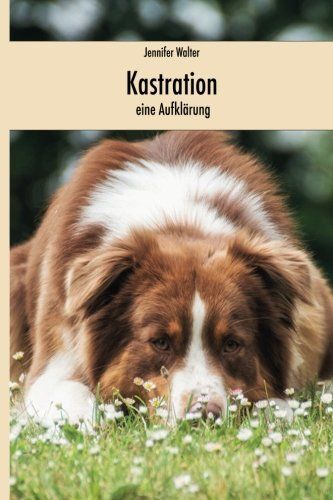 Ein braun-weißer Hund liegt im Gras.