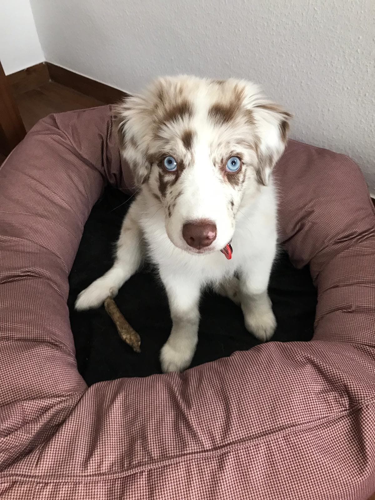 Ein braun-weißer Welpe sitzt in einem Hundebett.