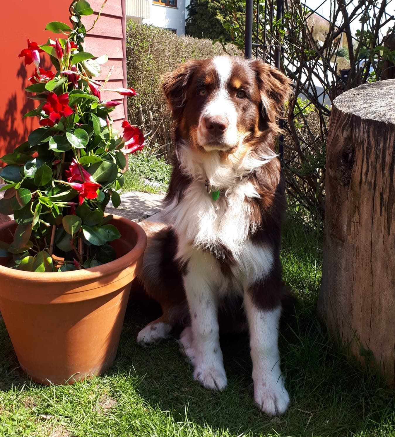 Ein braun-weißer Hund, der neben einer Topfpflanze sitzt