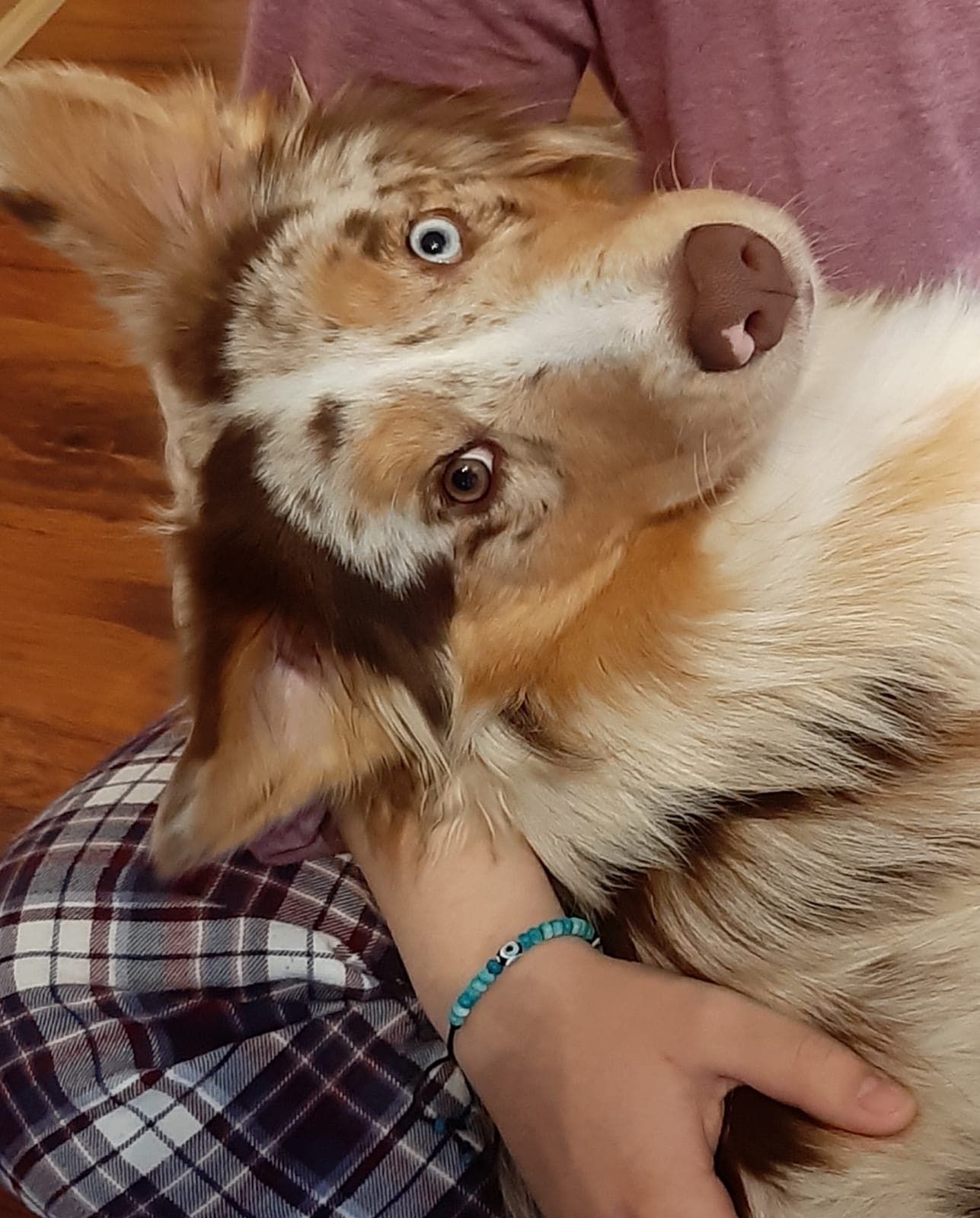 Eine Person hält einen braun-weißen Hund mit einem blauen Armband am Handgelenk.