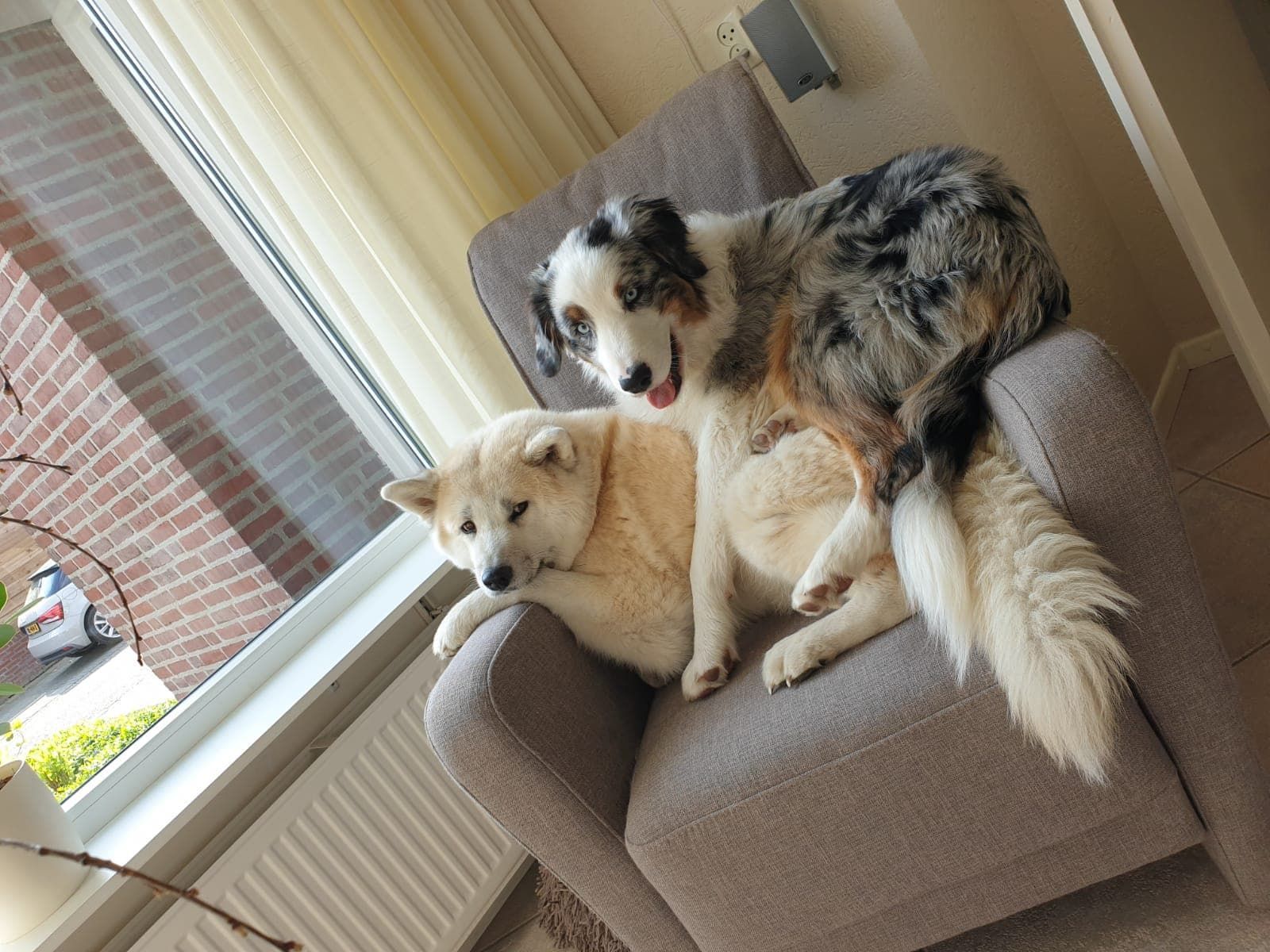 Zwei Hunde liegen auf einem Stuhl vor einem Fenster