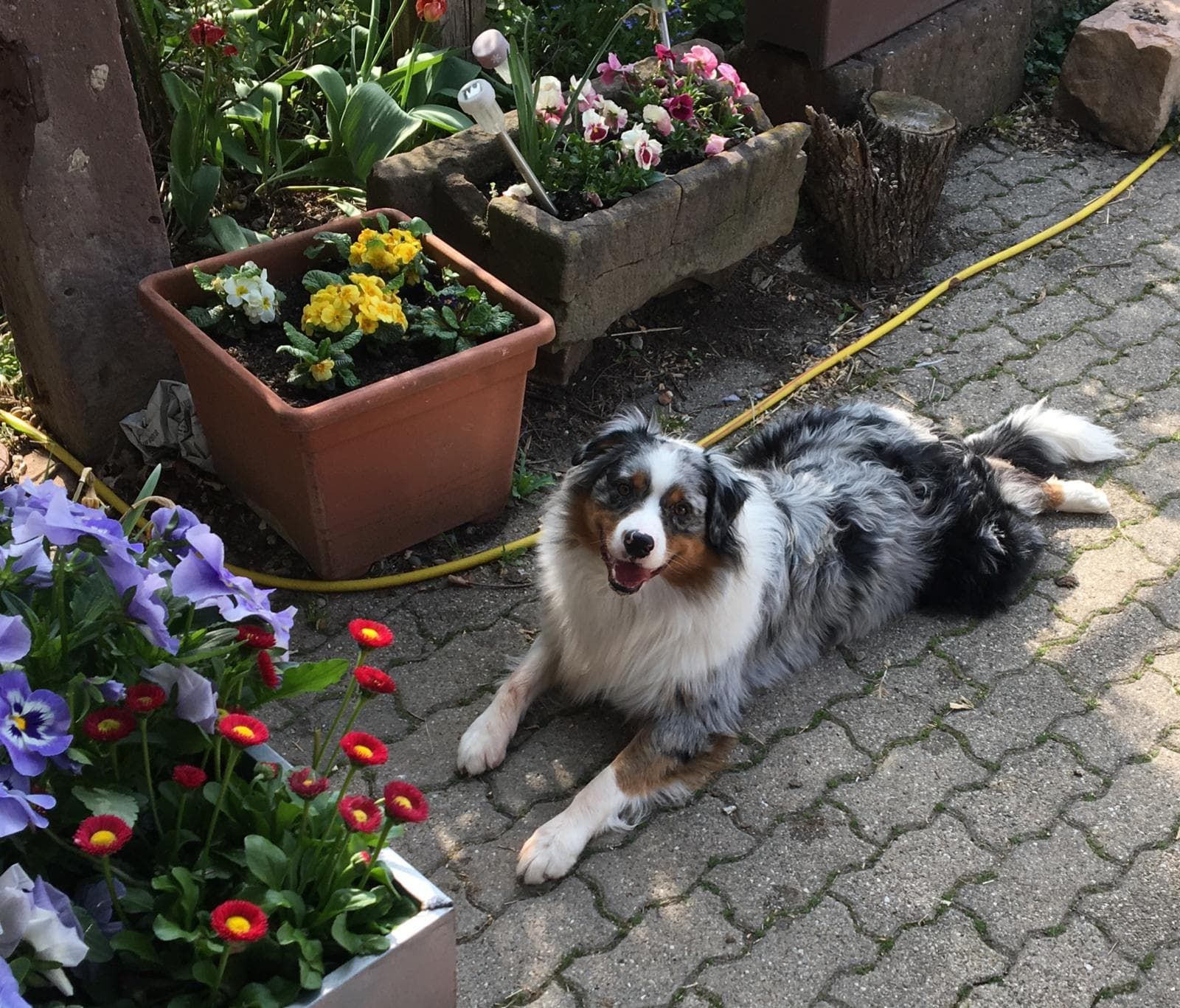 Ein Hund liegt auf dem Bürgersteig neben Topfblumen