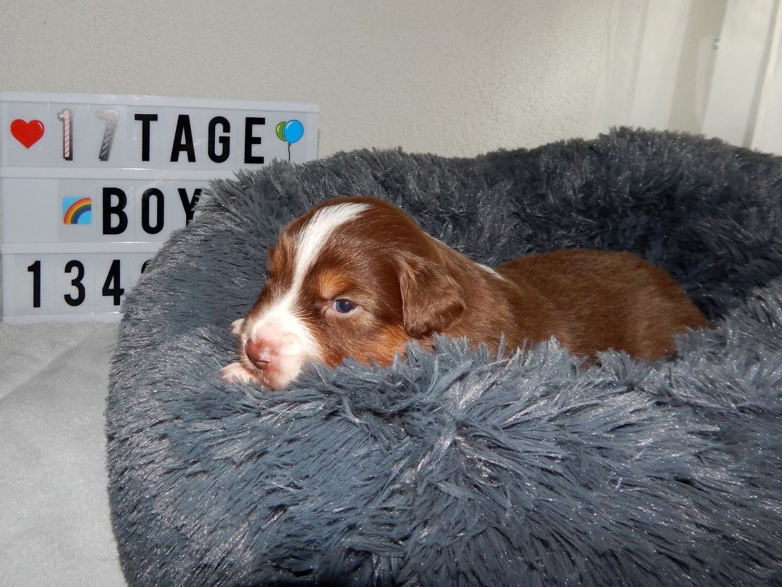 Ein braun-weißer Welpe liegt in einem flauschigen Hundebett.