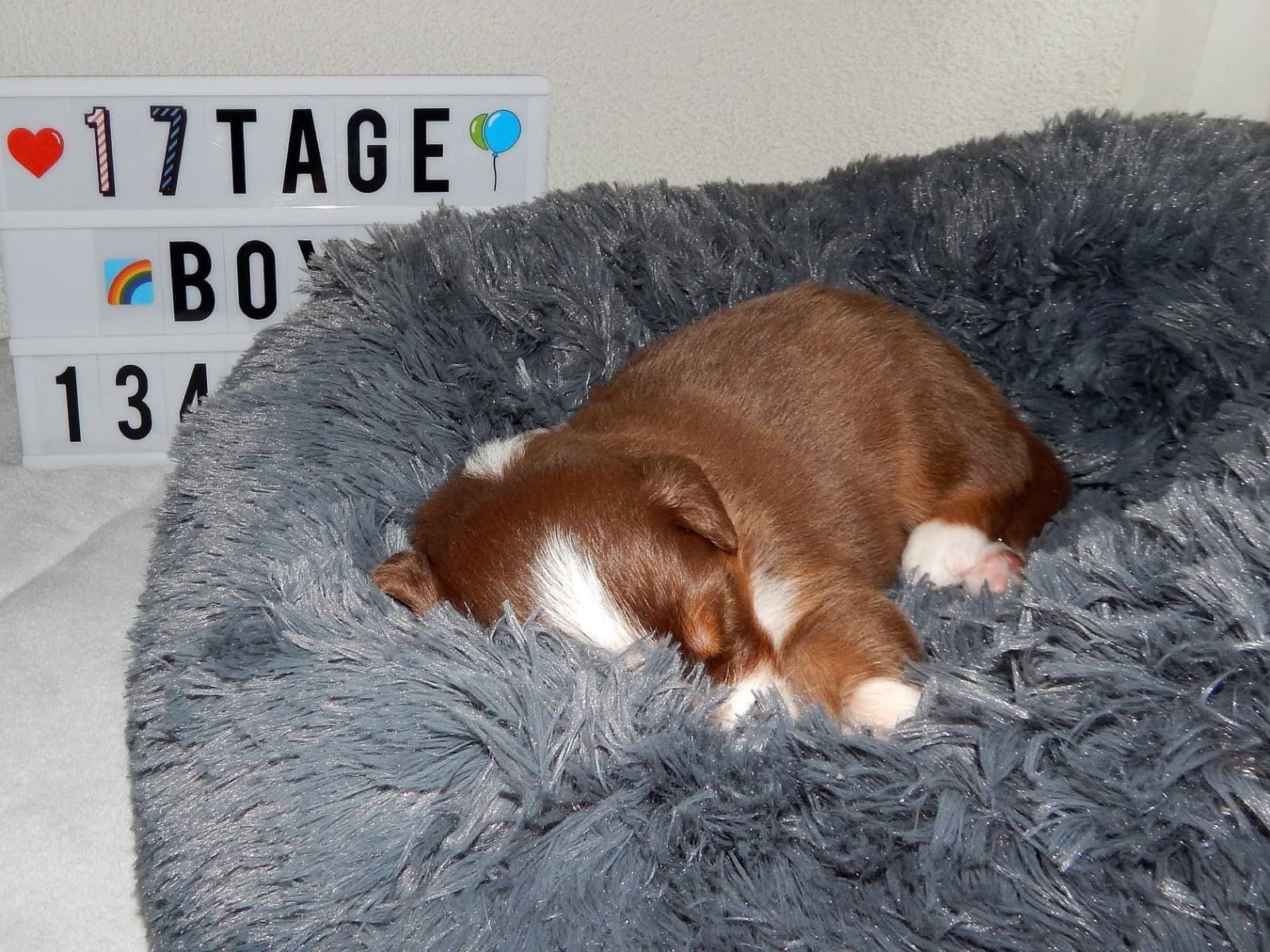 Ein braun-weißer Welpe schläft auf einer flauschigen Decke