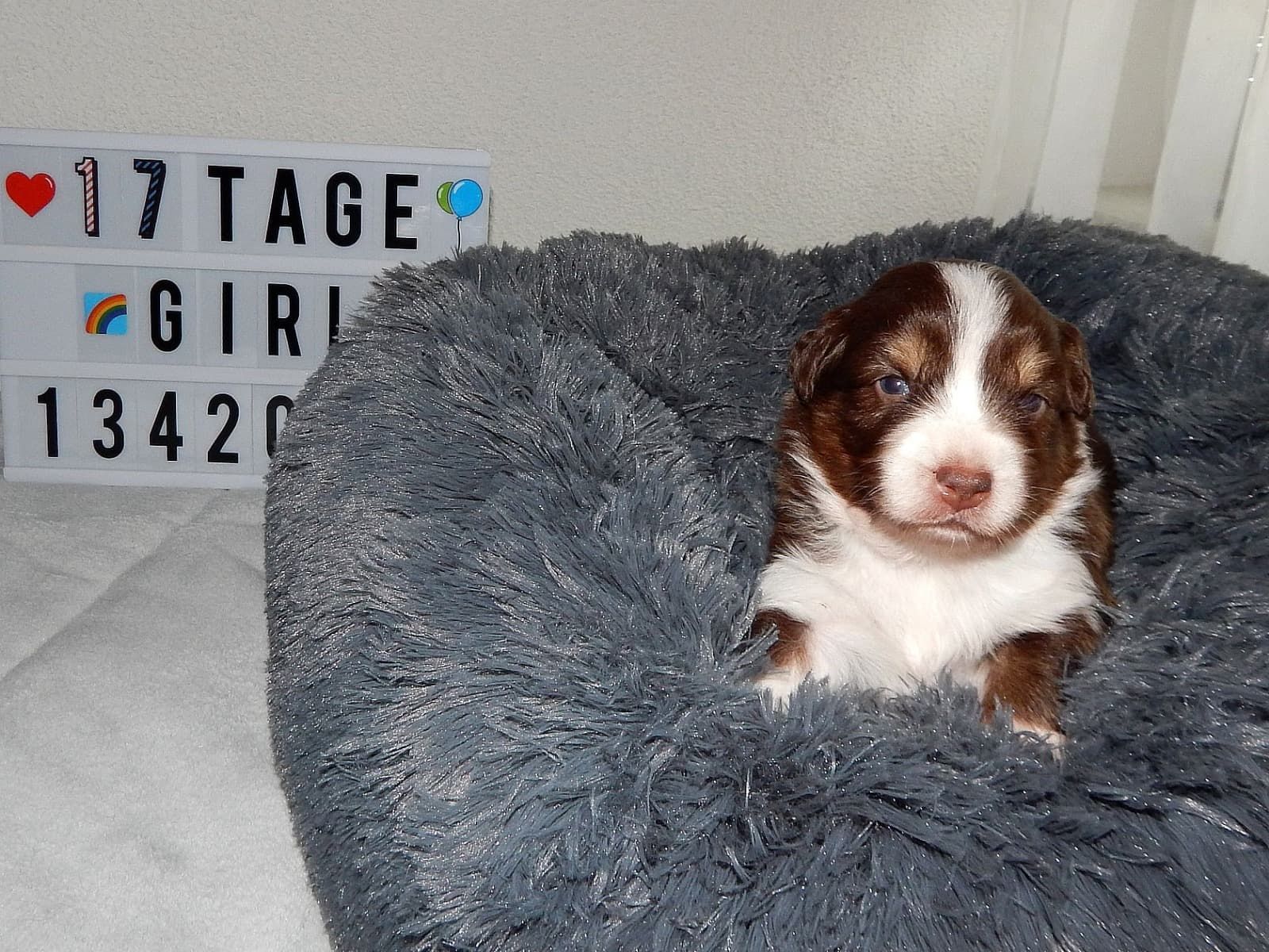 Ein braun-weißer Welpe sitzt auf einer Decke vor einem Schild mit der Aufschrift „17 Tage Mädchen 13420“