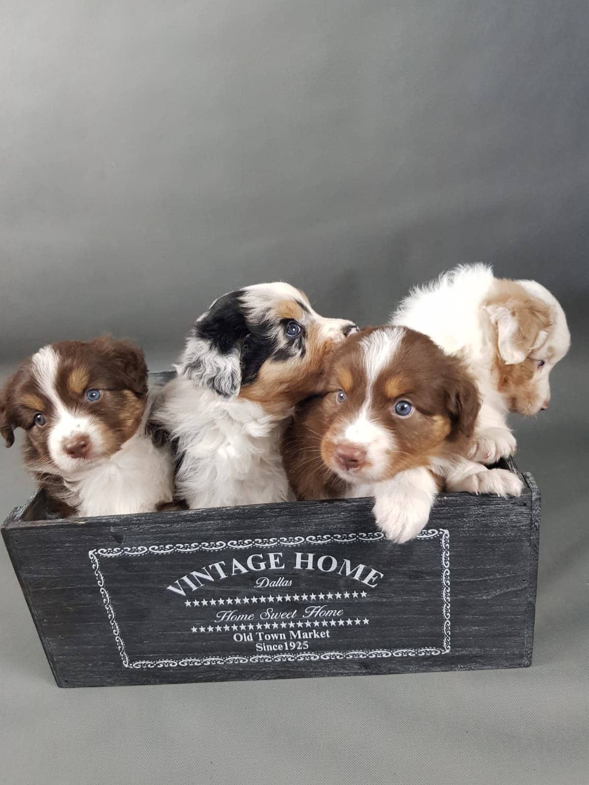 Eine Gruppe Welpen sitzt in einer Holzkiste.