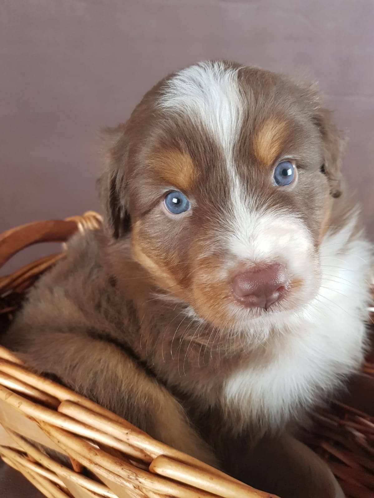 Ein braun-weißer Welpe sitzt in einem Weidenkorb.