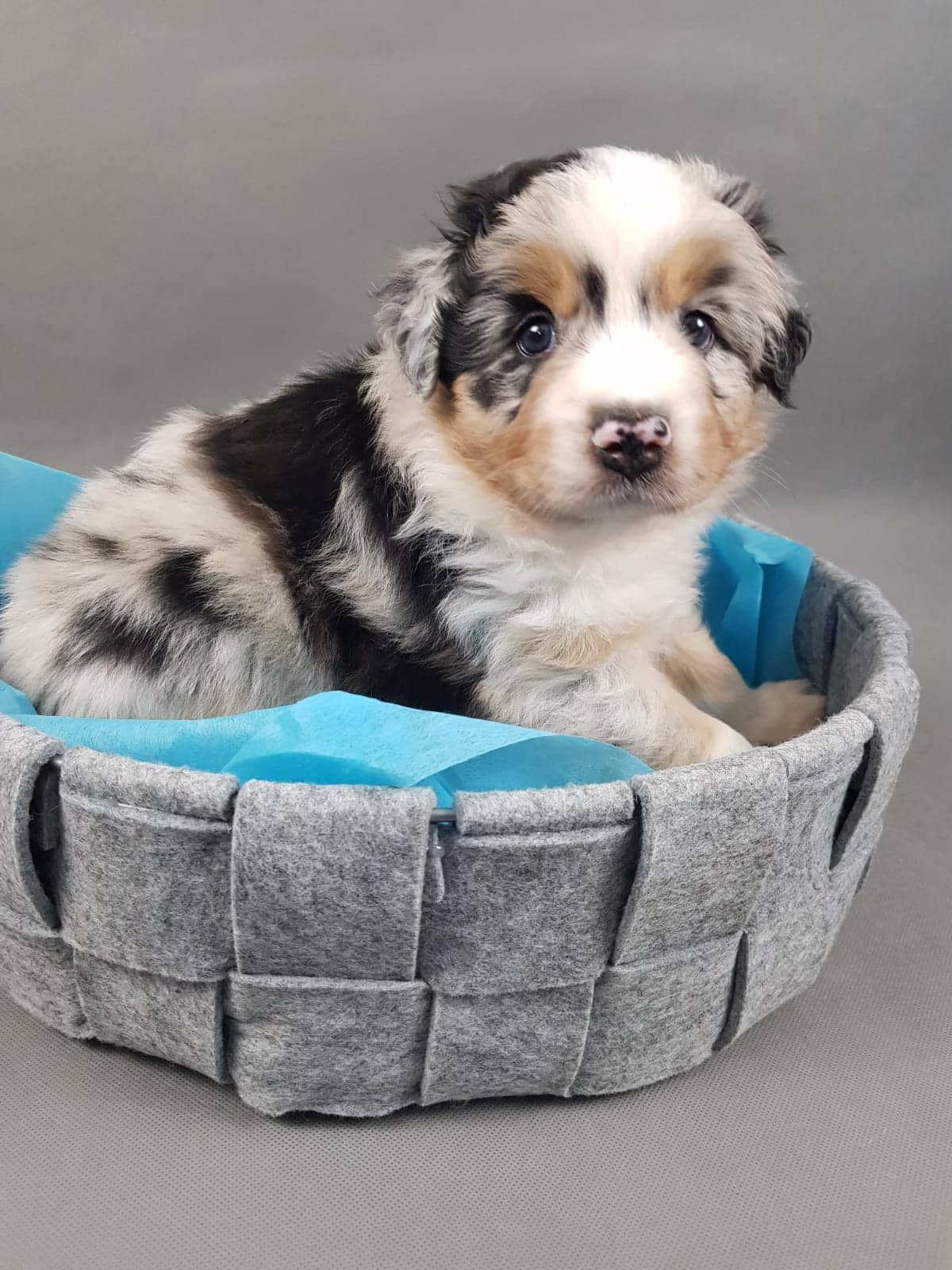 Ein Welpe sitzt in einem Korb mit einer blauen Decke.