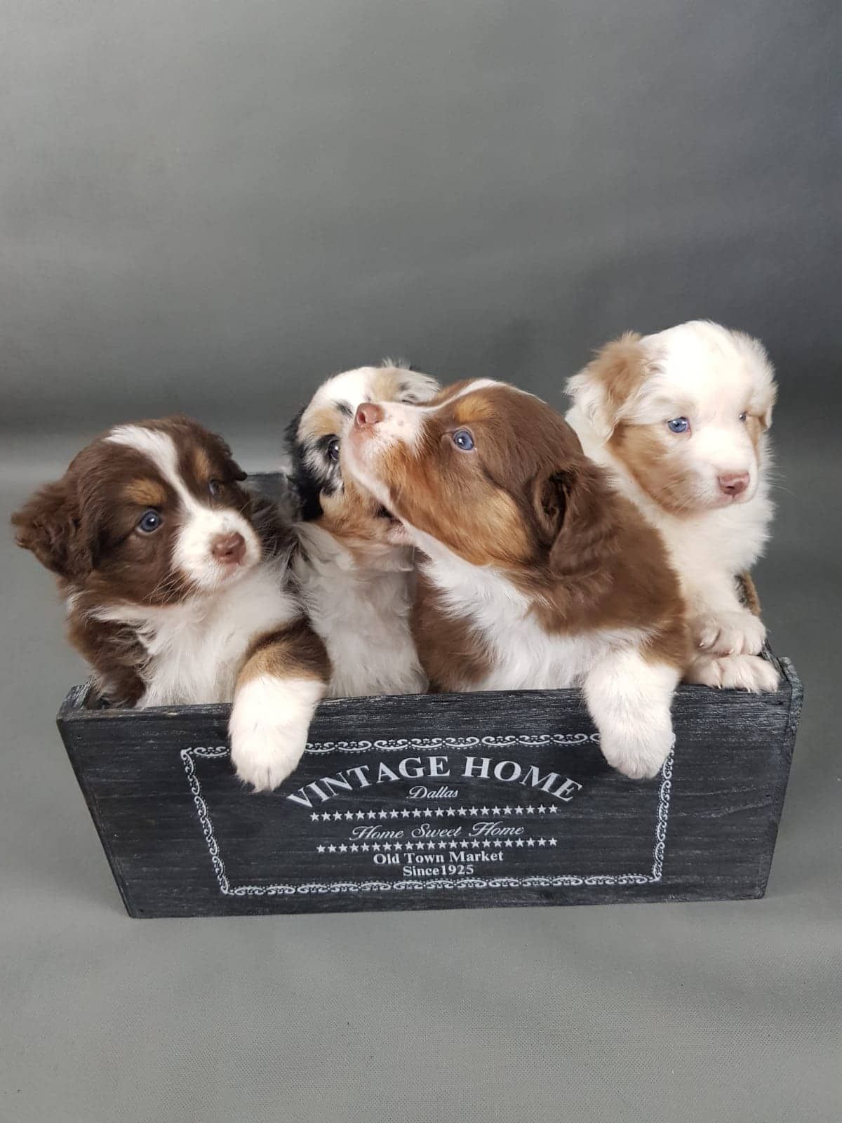 Eine Gruppe Welpen sitzt in einer Holzkiste.