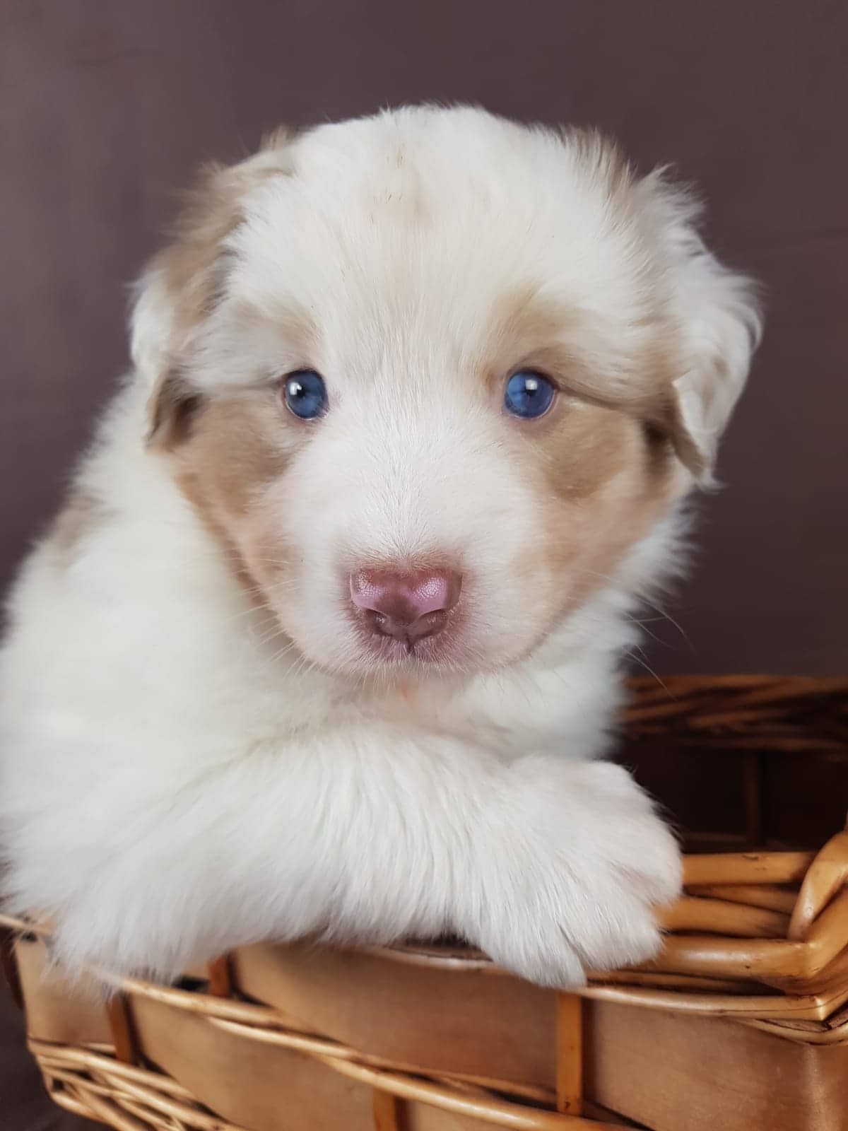 Ein braun-weißer Welpe sitzt in einem Korb.
