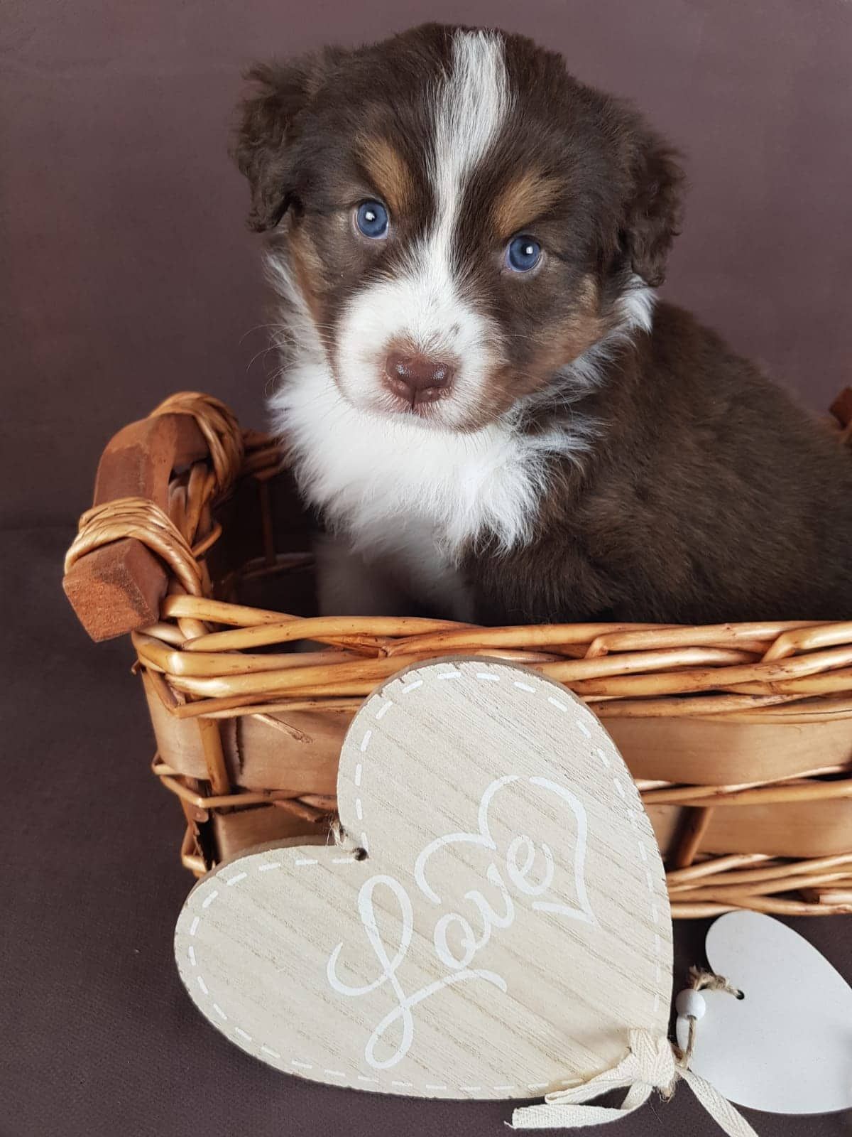 Ein braun-weißer Welpe sitzt in einem Korb neben einem Herz mit der Aufschrift „Liebe“