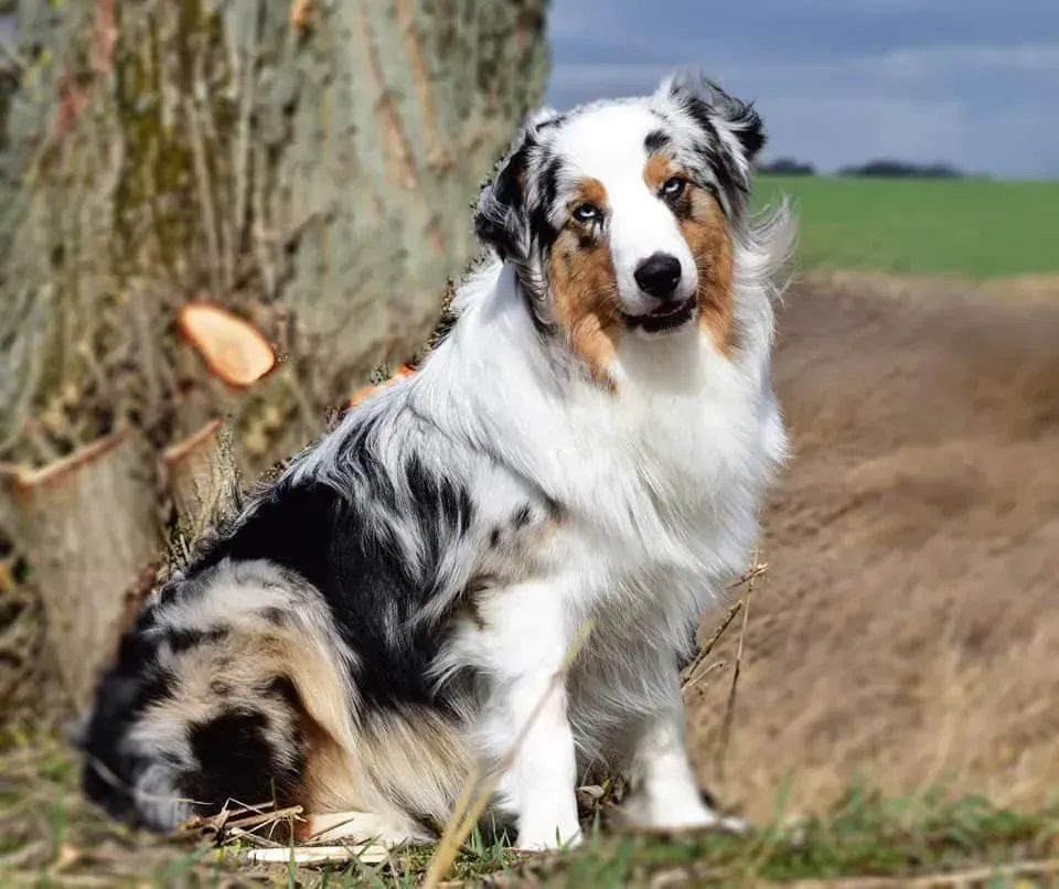 Ein Hund sitzt im Gras neben einem Baum.