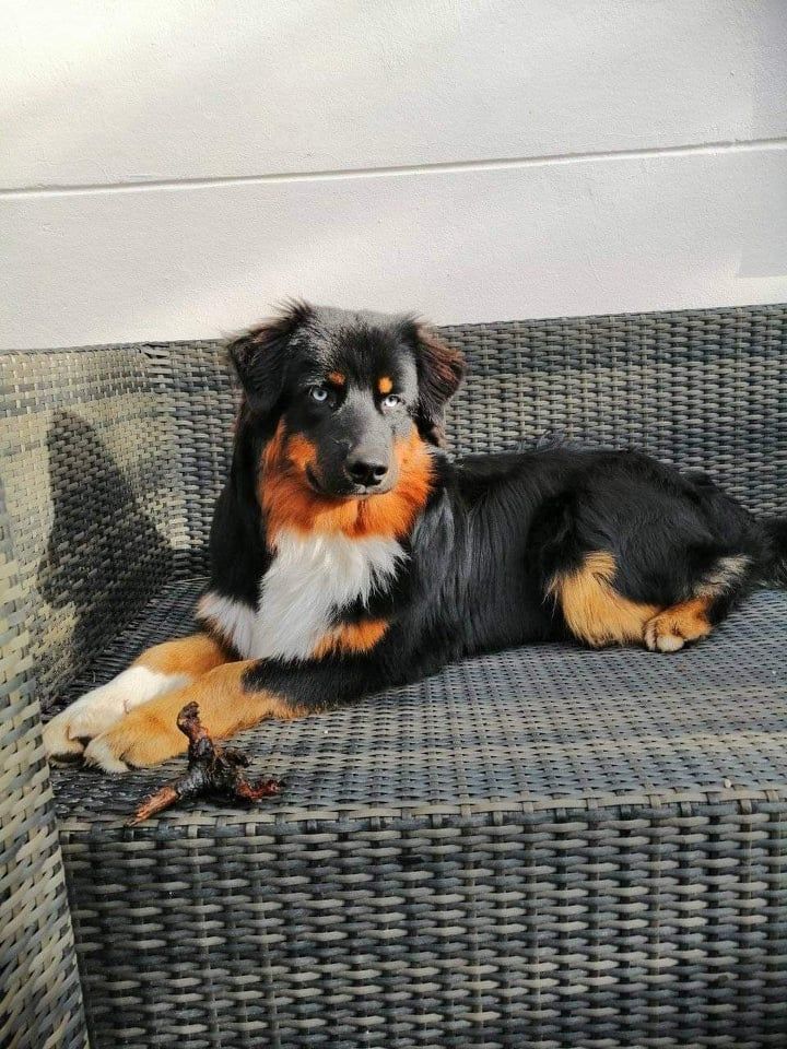 Ein schwarz-braun-weißer Hund liegt auf einem Korbsofa.